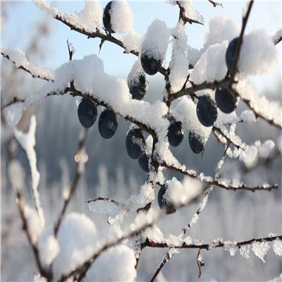 防范应对低温雨雪冰冻丨南水北调中线工程开展冰冻灾害应急抢险演练