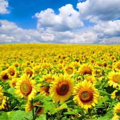 A股340多家上市公司当起LP！茅台、上汽“豪掷”百亿 国资平台频频联手