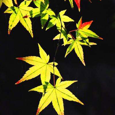 王晨与匈牙利国会常务副主席玛特劳伊举行视频会晤