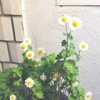 教育部启动首批全国中小学科学教育实验区、实验校申报