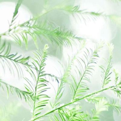 去泡温泉、滑雪、看极光！元旦春节假期出行预订大幅上升