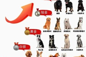 天天风之旅顶级宠物战力解析与实战搭配技巧全指南