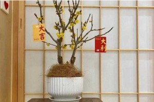 猫咪花盆迷你腊梅究竟该如何种植？迷你腊梅种植配方攻略全面一览