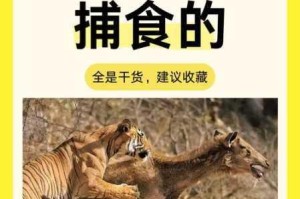 深入剖析抓住神经猫少步骤的实用技巧及策略