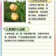 梦幻西游超级人参果获取方式与核心功能解析新手必看详细指南