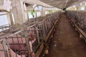 阳光养猪场真实体验揭秘农场特色与游玩乐趣全解析