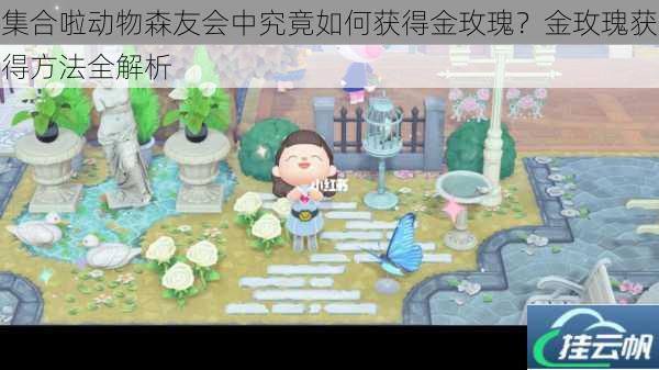 集合啦动物森友会中究竟如何获得金玫瑰?金玫瑰获得方法全解析