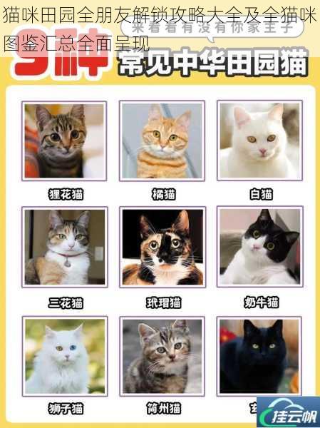 猫咪田园全朋友解锁攻略大全及全猫咪图鉴汇总全面呈现