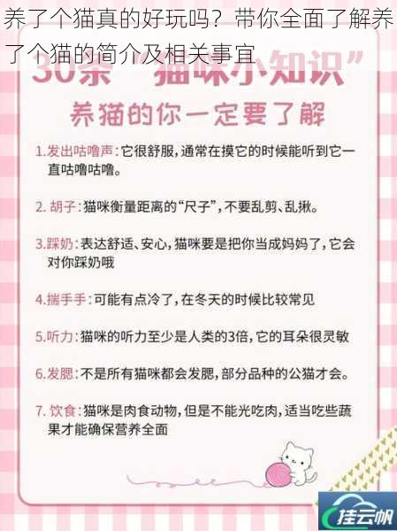 养了个猫真的好玩吗?带你全面了解养了个猫的简介及相关事宜