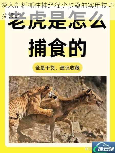 深入剖析抓住神经猫少步骤的实用技巧及策略