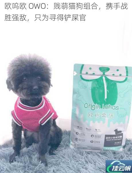 欧呜欧 OWO:贱萌猫狗组合,携手战胜强敌,只为寻得铲屎官