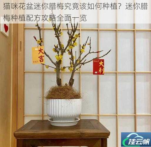 猫咪花盆迷你腊梅究竟该如何种植?迷你腊梅种植配方攻略全面一览
