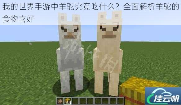 我的世界手游中羊驼究竟吃什么?全面解析羊驼的食物喜好