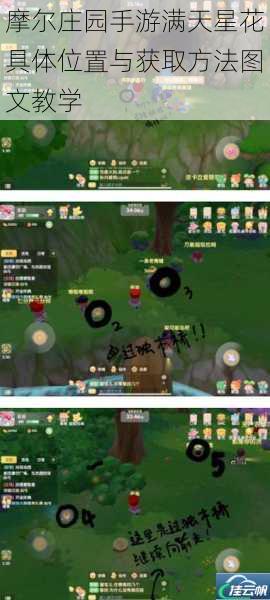 摩尔庄园手游满天星花具体位置与获取方法图文教学