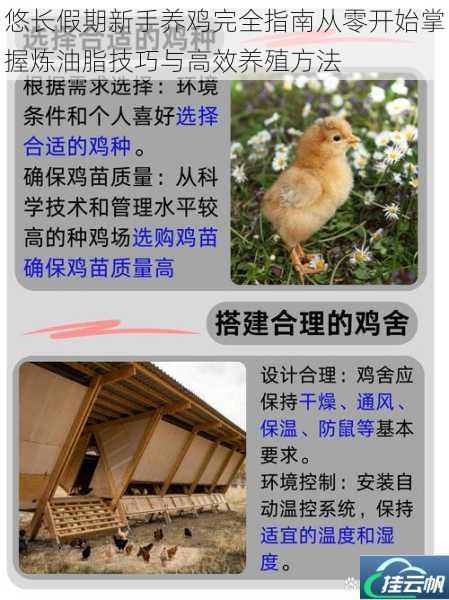 悠长假期新手养鸡完全指南从零开始掌握炼油脂技巧与高效养殖方法