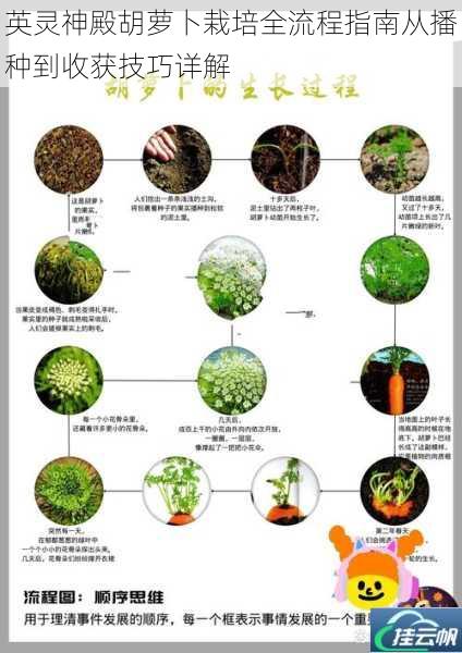 英灵神殿胡萝卜栽培全流程指南从播种到收获技巧详解