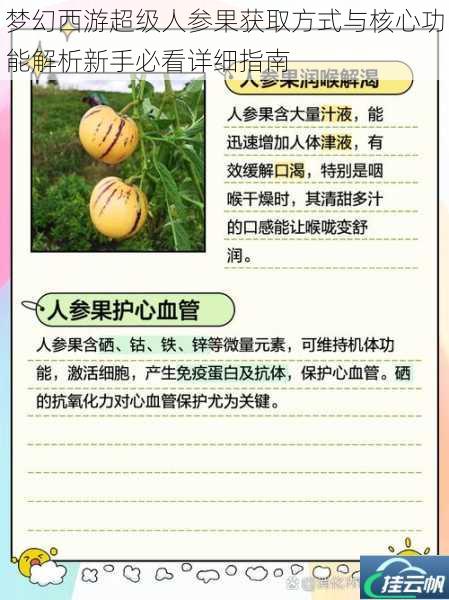 梦幻西游超级人参果获取方式与核心功能解析新手必看详细指南