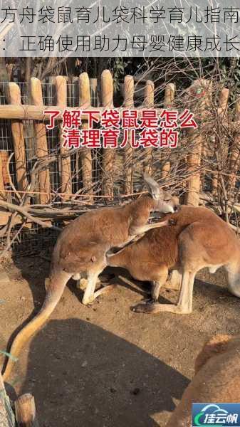方舟袋鼠育儿袋科学育儿指南:正确使用助力母婴健康成长