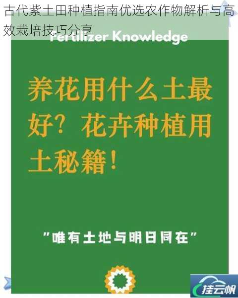 古代紫土田种植指南优选农作物解析与高效栽培技巧分享