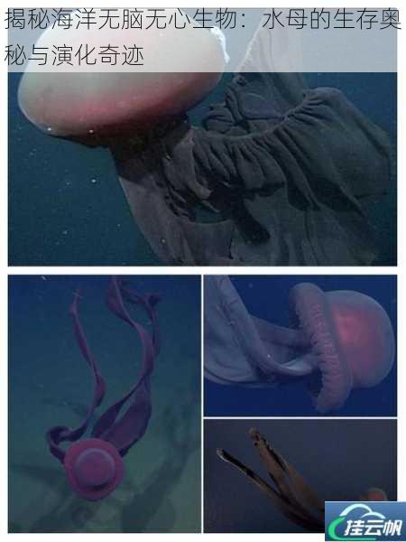 揭秘海洋无脑无心生物:水母的生存奥秘与演化奇迹