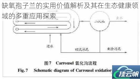 缺氧孢子兰的实用价值解析及其在生态健康领域的多重应用探索