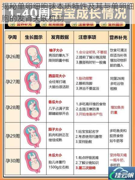揭秘单卵细胞球本质特性及其与单卵细胞的发育关联机制