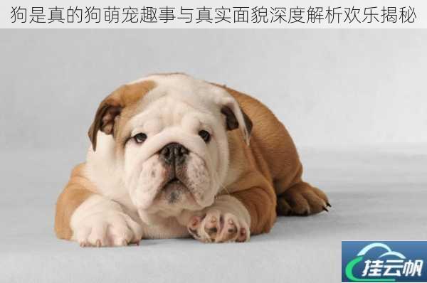 狗是真的狗萌宠趣事与真实面貌深度解析欢乐揭秘