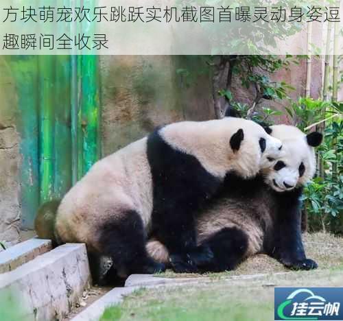 方块萌宠欢乐跳跃实机截图首曝灵动身姿逗趣瞬间全收录