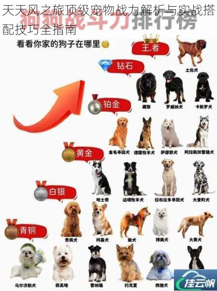 天天风之旅顶级宠物战力解析与实战搭配技巧全指南