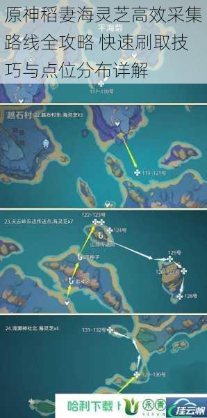 原神稻妻海灵芝高效采集路线全攻略 快速刷取技巧与点位分布详解